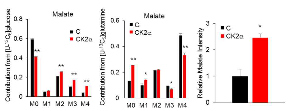 MID of Malate under U-13C glucose/U-13C glutamine and relative intensity