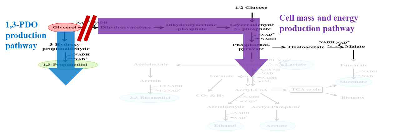 Klebsiella pneumoniae의 전반적인 대사경로와 대사경로 분리 모식도