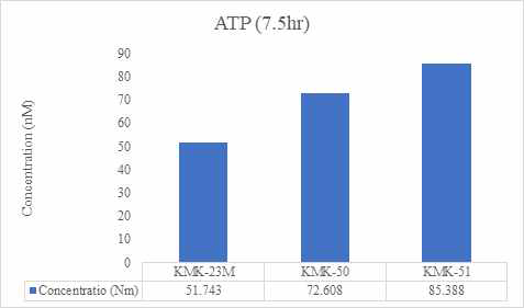 KMK-23M과 KMK-50, KMK-51균주의 ATP 농도 비교