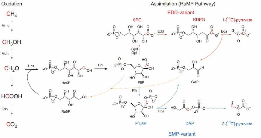 Methane과 methanol이 RuMP를 통해 만들어진 6탄당의 분해회로 (Kalyuzhnaya et al., 2013, Nat Commun)