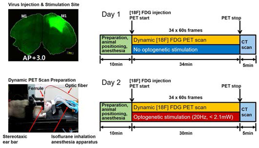 운동 피질 자극 부위(좌위), 동적 PET 촬영 준비(좌아래), 동적 PET 영상획득 프로토콜