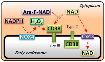 EE에서의 type III CD38의 위치와 NOX4와의 상호관계
