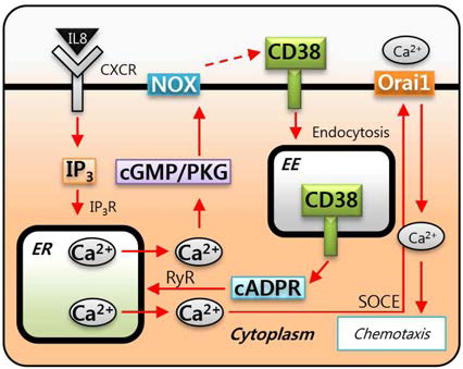 IL-8 처리 시 LAK cell Ca2+ 신호에서 NOX의 역할