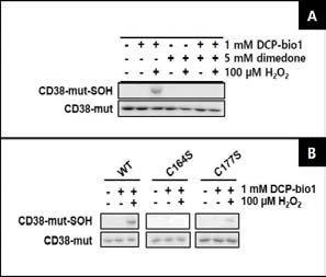 H2O2 처리에 따른 type III CD38의 Cys-SOH 분석. A, SOH-modifying agent, dimedone을 이용한 type III CD38의 Cys-SOH 분석. B, Type III CD38의 C164/C177 mutation에 따른 Cys-SOH 분석