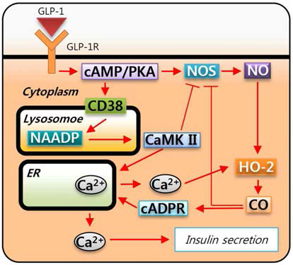 췌장 β-cell에서 GLP-1에 의한 인슐린 분비에서 NAADP에 의한 NO 및 CO 생성 기전