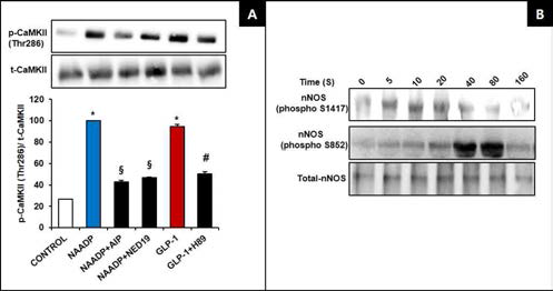췌장 β-cell에 GLP-1 및 NAADP 처리 시 CaMKII의 auto-phosphorylation (A)과 nNOS serine domain의 인산화 (B) 변화