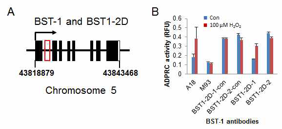 BST1-2D 클로닝. A, BST1과 BST1-2D의 genomic structure. red box는 exon 2를 표시함. B, 면역 침전 후 BST1과 BST1-2D의 활성 비교