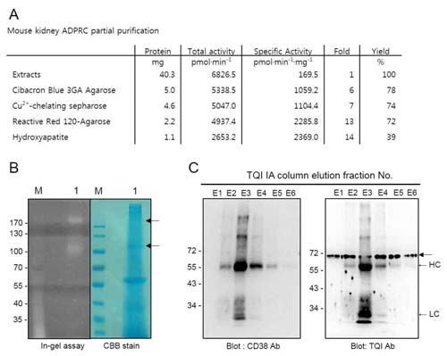 mouse 신장에서 novel ADPRC 정제. A, novel ADPRC 부분 정제. B, In-gel assay 및 coomassie blue (CBB) stain. C, TQI IA column elution fraction을 Western blot으로 확인