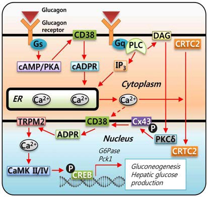 간세포에서 글루카곤에 의한 당신 재생성 신호전달과정에서 Ca2+ 신호전달 기전