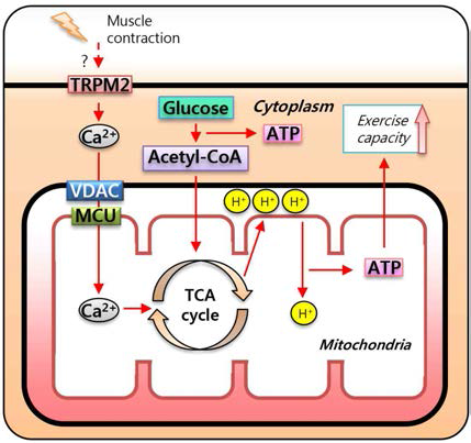 골격근에서 전기 자극에 의한 미토콘드리아 Ca2+ 신호에서 TRPM2의 역할 규명