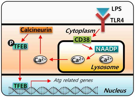 간세포의 LPS 신호전달과정에서 NAADP에 의한 라이소좀으로부터 Ca2+ 유리에 의한 autophagy 생성 기전