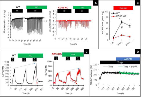 골격근 수축 시 β-AR 신호에 따른 CD38 KO mouse에서 cADPR과 Ca2+ 신호의 변화. A, ISO 처리에 따른 WT/CD38 KO 마우스 골격근의 근-장력 변화. B, WT/CD38 KO 마우스 골격근의 cADPR 생성능 비교. C, 골격근 수축 시 WT/CD38 KO 마우스에서의 Ca2+ 신호 변화 비교. D, SR에서 cADPR 처리 시 SERCA inhibitor인 thapsigargin 처리에 따른 Ca2+ uptake 비교