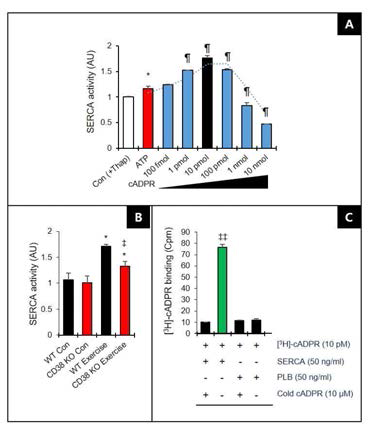 cADPR 결합에 의한 SERCA 활성 증가. A, cADPR 농도증가에 따른 SERCA 활성 변화. B, WT/CD38 KO 골격근의 운동 시 SERCA 활성의 변화. C, cADPR의 SERCA에 직접 결합