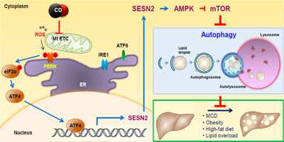 CO에 의한 autophagy 증가에서 PERK-elF2a-ATF4 신호경로를 통한 sestrin-2 역할 규명