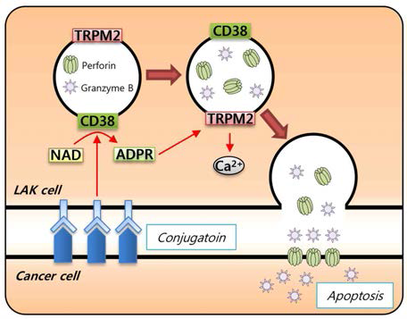 LAK 세포-유래 exosome의 암세포에 대한 cytotoxicity 효능 규명