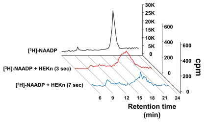 HEKn 세포에 [3H]NAADP 처리 후 시간-의존적으로 [3H]NAADP의 세포 투과력