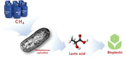 Calysta의 Methane to plastics 모식도