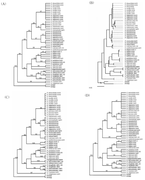 (A) Strict consensus tree obtained from MP analysis and (B) Neighbor-joining tree of combined cpDNA sequence data of Pyrrosia. (C) Strict consensus tree obtained from MP analysis and (D) Neighbor-joining tree of nrDNA pgiC sequence data of Pyrrosia. Bootstrap value higher than 50% are shown above the branches