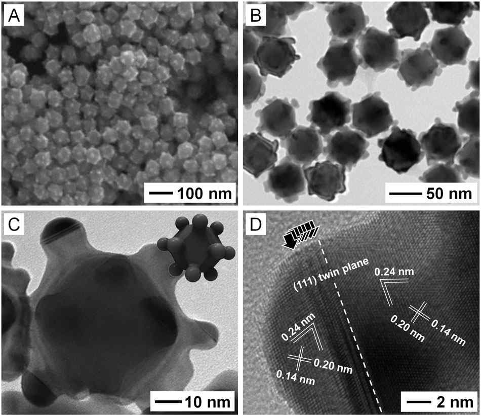 Au nanotetradecapods의 (A) SEM, (B,C) TEM, (D) HRTEM 이미지