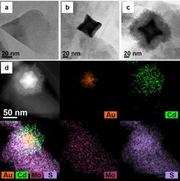 (a) e-MoS2, (b) e-MoS2-AuCNC, (c) e-MoS2-AuCNC-CdS 하이브리드 아키텍처의 TEM 이미지. (d) e-MoS2-AuCNC-CdS 하이브리드 아키텍처의 HAADF-STEM 이미지 및 EDS mapping 이미지