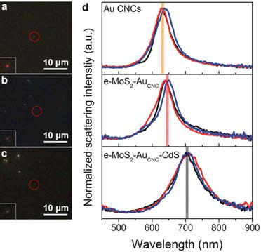 (a) e-MoS2, (b) e-MoS2-AuCNC, (c) e-MoS2-AuCNC-CdS 하이브리드 아키텍처의 dark-field scattering 이미지 및 (d) dark-field scattering 스펙트럼