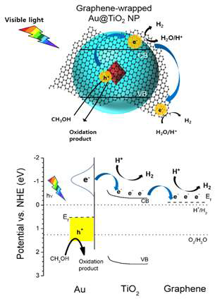 가시광 영역 대에서 Au@TiO2@그래핀 코어-쉘 하이브리드 아키텍처의 에너지 밴드 구조와 전자-홀 쌍의 전달 메커니즘 모식도