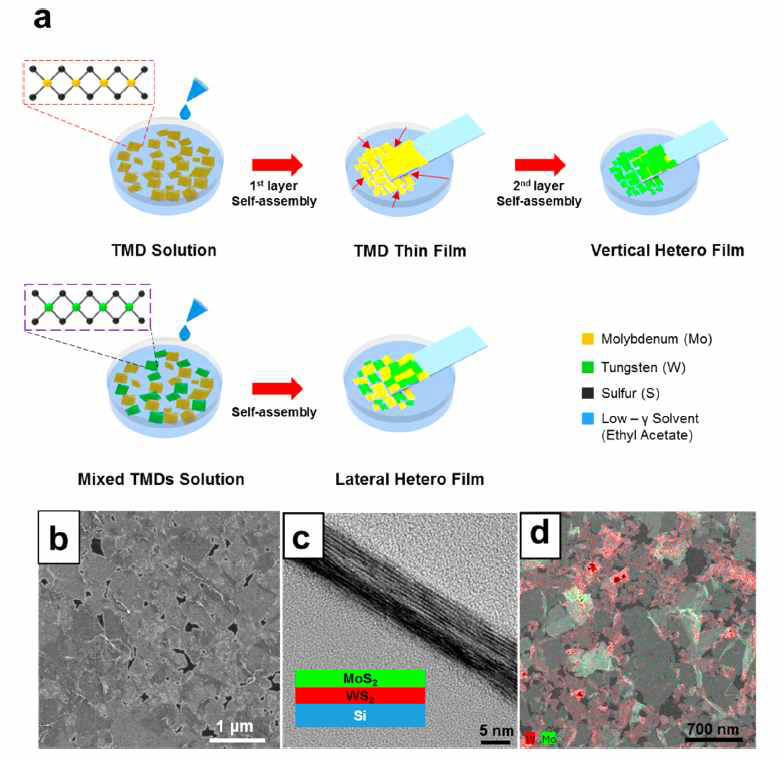 이종 이차원 전이금속 칼코겐 화합물 계면자기조립 공정 모식도 및 형성된 박막의 SEM, TEM 이미지 결과