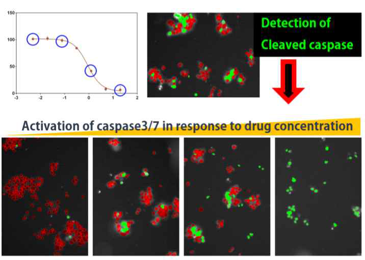 Caspase3/7 detection assay, 형광검출 및 caspase positive cell poptulation의 약물농도에 따른 변화 관찰 가능