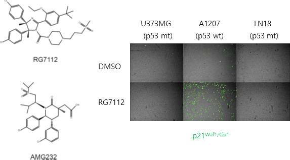 MDM2 저해제 RG7112와 AMG232의 화학 구조와 세포주에 대한 p21 반응성 비교