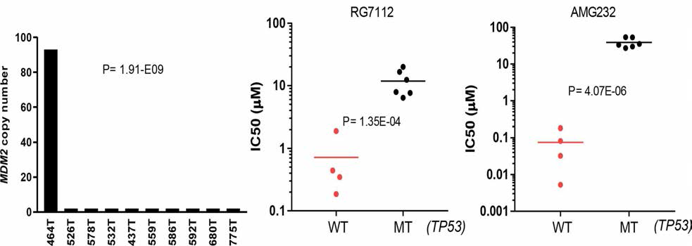 MDM2 유전자의 증폭이 있는 환자 및 HCS 약물 반응-TP53유전자 관계를 요약한 Scatter plot 결과