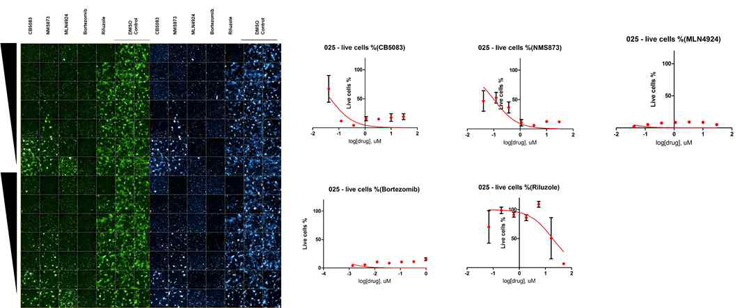 025T 환자유래세포의 단백질 항상성 저해제 HCS 결과