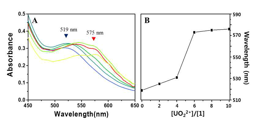 수용액에서 나노구조체 1 에 대한 UO22+의 당량별 첨가에 따른 UV-vis 흡수 스펙트럼 (A)과 UO22+ 농도 (X축)에 대한 파장 (Y축)을 나타낸 점선 그래프 (B)