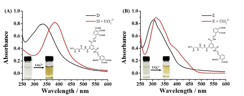 (A) 리간드 D 의 UO22+첨가 전과 후의 UV-Vis 흡수 스펙트럼과 색 변화 (B) 리간드 E 의 UO22+첨가 전과 후의 UV-Vis 흡수 스펙트럼과 색 변화