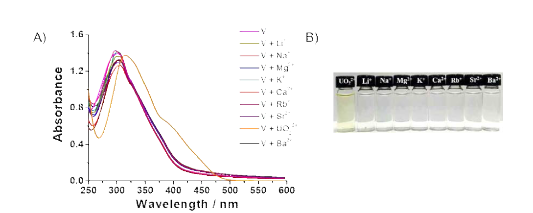 UO22+에 대한 리간드 E 의 선택성 확인 (A) 물과 DMF의 혼합용매(99/1 v/v%)에서 리간드 E 에 UO22+와 그 외 금속(Li+, Na+, K+, Rb+, Mg2+, Ca2+, Sr2+, Ba2+)들을 첨가하였을 때의 UV-Vis 스펙트라 변화 (B) 리간드 E 에 다양한 금속 이온을 첨가했을 때 파장 이동과 색 변화