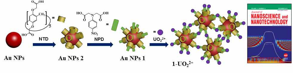 NTA 기능화 된 금 나노입자를 이용한 UO22+ 검출 모식도