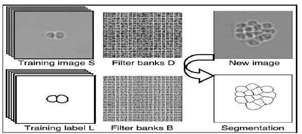 (좌) 입력 데이터인 이미지 S와 L, (중앙) 반복적인 학습을 통해 filter banks D와 B 획득, (우) 학습이 끝난 후 D, B를 이용하여 새로운 이미지의 세포를 분할