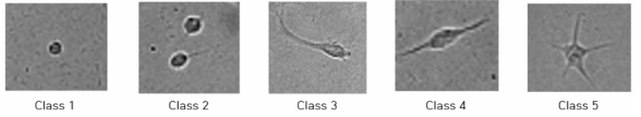 HCS 세포의 형태학적 class 구분 예