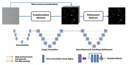 명시야 현미경 영상에서 세포 핵 형광 영상으로 영상 변환을 위한 deep learning 모델