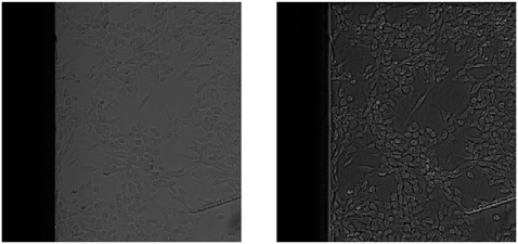 왼쪽은 명시야 현미경 영상, 오른쪽은 Normalization 단계를 지나 세포 막이 잘 표현된 영상
