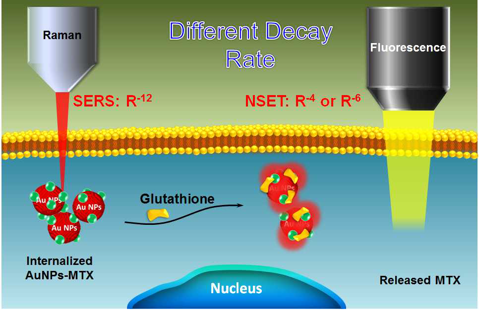 세포내 항산화인자 글루타치온에 의한 MTX 탈착현상 라만-형광 연구 모식도