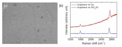 (a) SiO2 기판에 전사된 단일층 그래핀의 SEM 사진. (b) 단일층 그래핀의 라만 분광 측정
