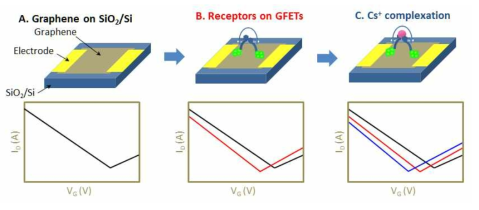 그래핀 FET에서 세슘 이온 검출에 따른 FET의 특성 변화 모식도