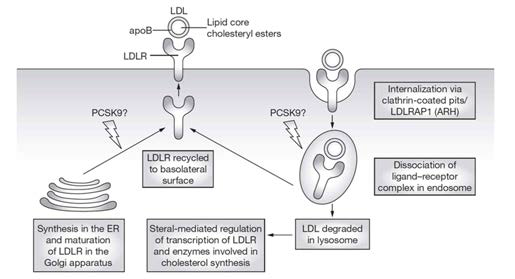 LDL 분해에 중요한 LDLR (LDL 수용체)의 생물학적 경로