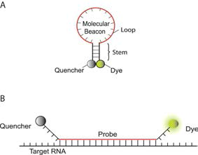 (A) Molecular beacon (MB) 의 구조. (B) MB의 표적 mRNA 서열과 부착시 형광신호 발현의 원리