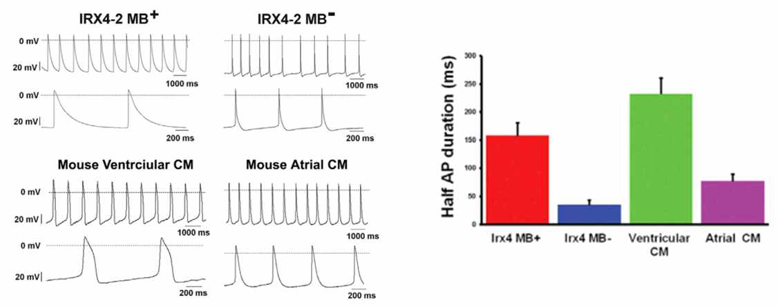 최적화된 IRX4-MB로 정제된 세포들의 전기생물학적 특성
