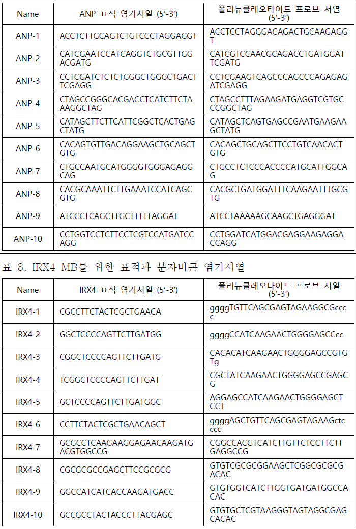 ANP MB를 위한 표적과 분자비콘 염기서열