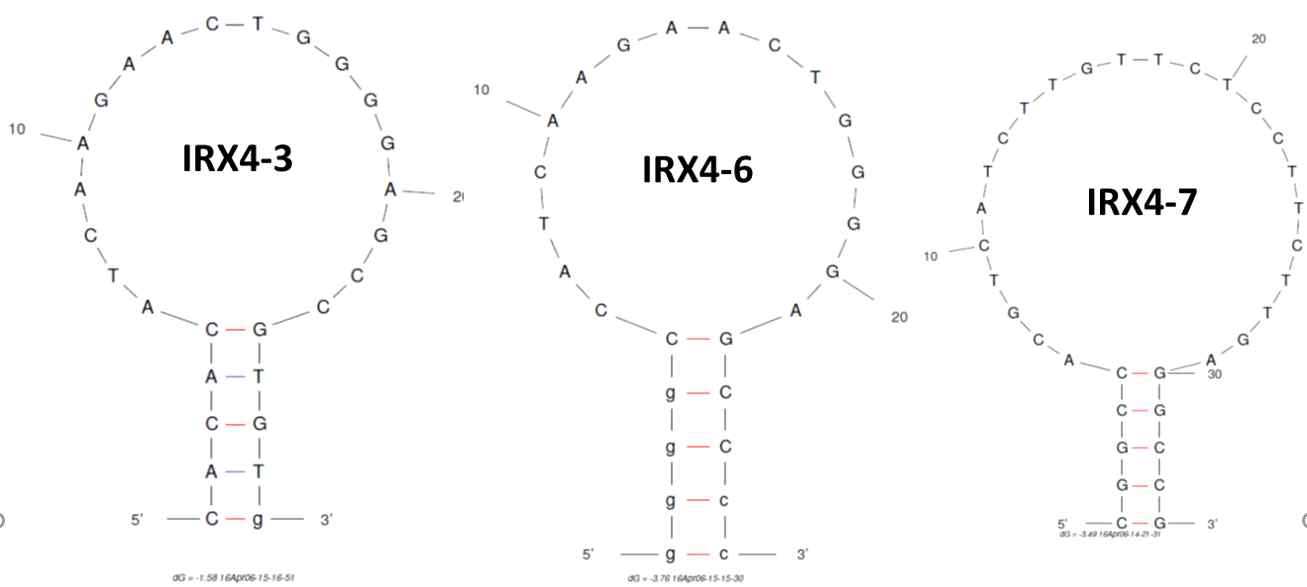 인간 IRX4의 분자 비콘 후보 서열과 고효율 결합이 예측되는 최종 분자비콘의 2차구조