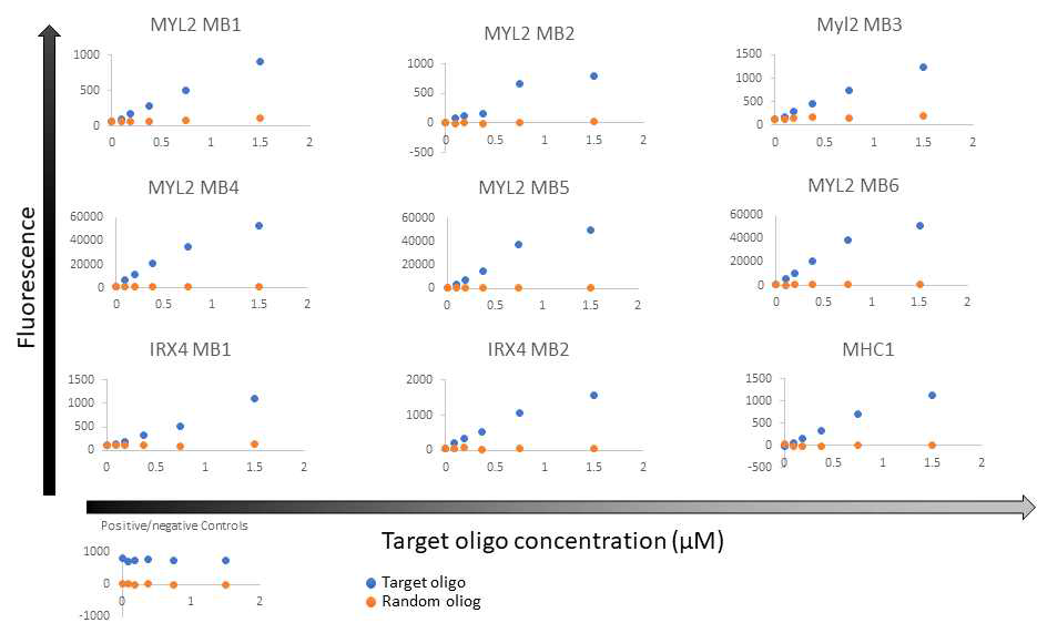 형광 miocroplate reader를 이용한 분자 비콘의 in vitro 검증