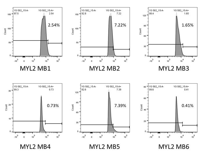 MYL2 인위적 과발현 섬유아세포를 이용한 분자비콘 특이성 확인