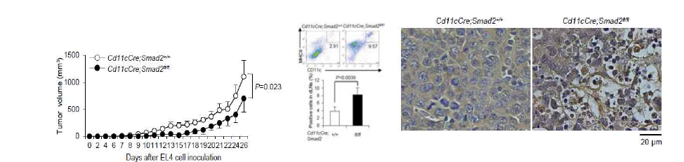 수지상세포 특이적 Smad2 결손 마우스에서의 항암면역작용